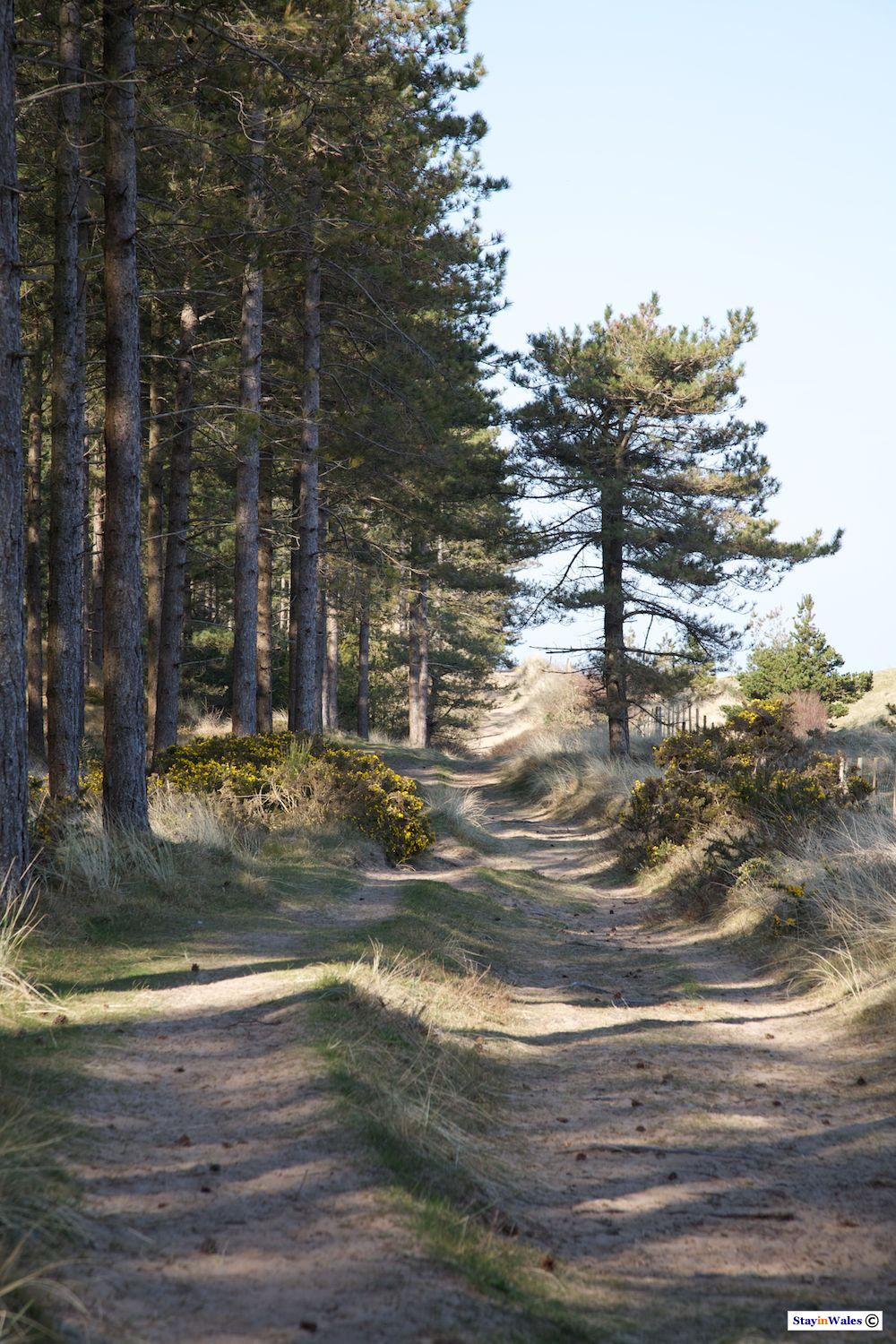 Newborough Forest, Anglesey
