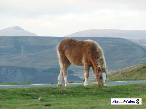 Wild pony on Gelli-gaer Common