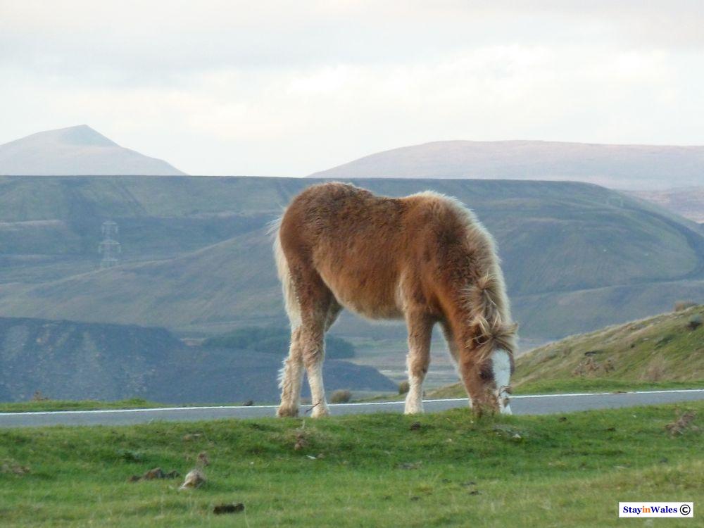 Wild pony on Gelli-gaer Common