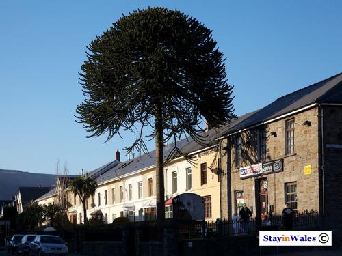 Village Tavern Treherbert
