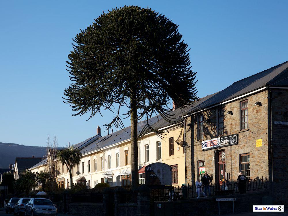 Village Tavern Treherbert