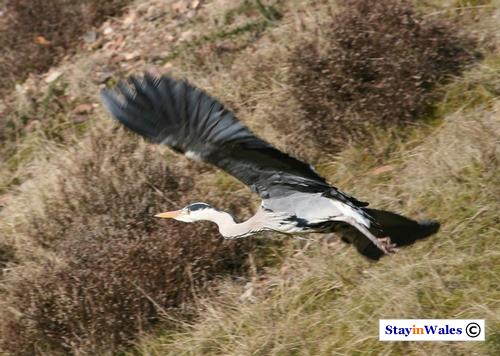 Heron flying away