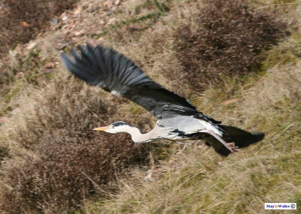Heron flying away