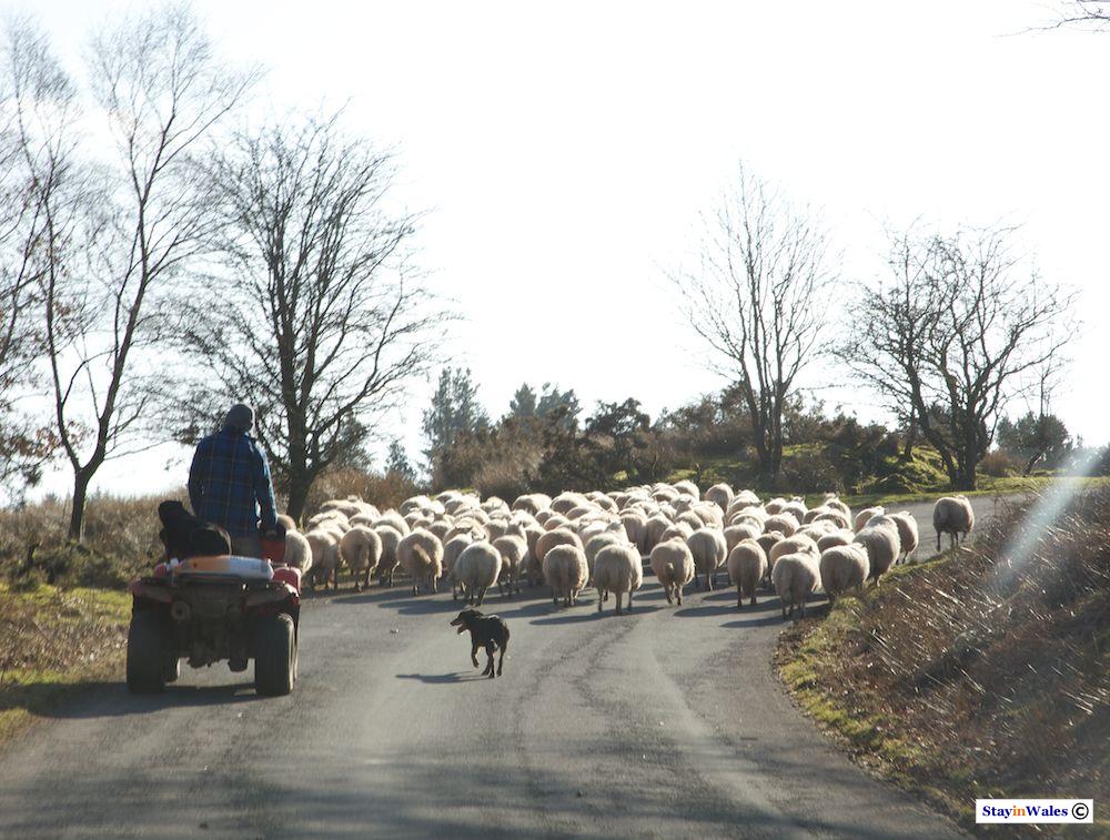 Herding sheep near Ystradfellte