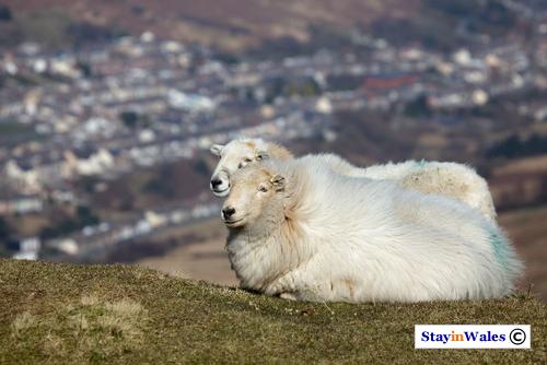 Bwlch-y-Clawdd, Rhondda