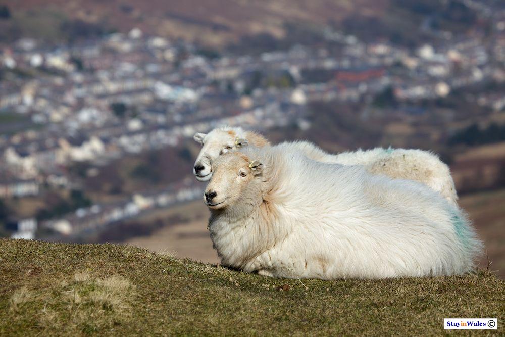 Bwlch-y-Clawdd, Rhondda