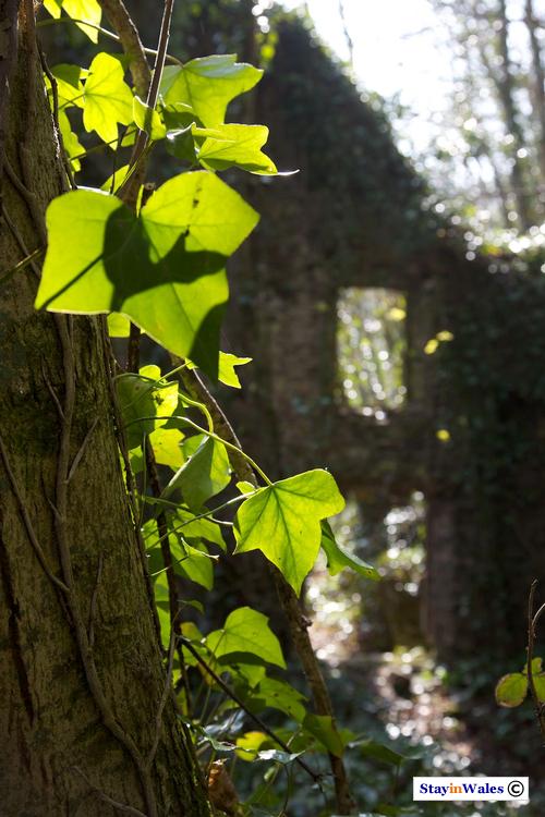 Ruined cottage Laugharne
