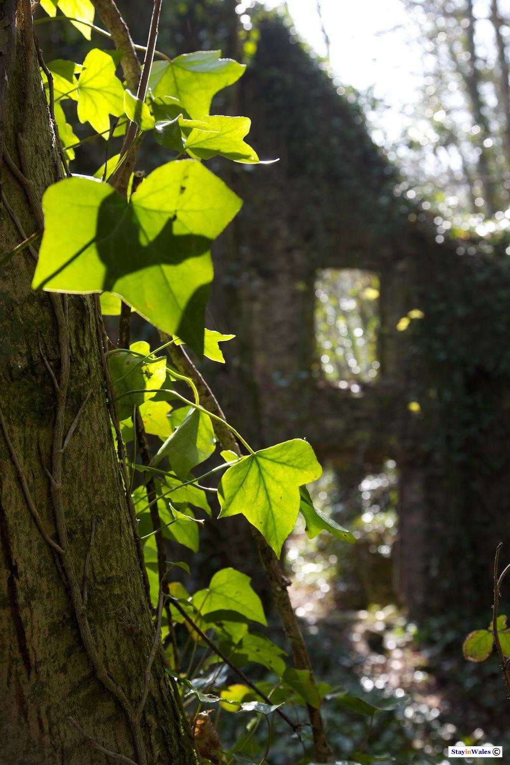 Ruined cottage Laugharne
