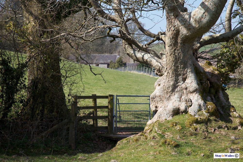 River Taf footpath, Laugharne