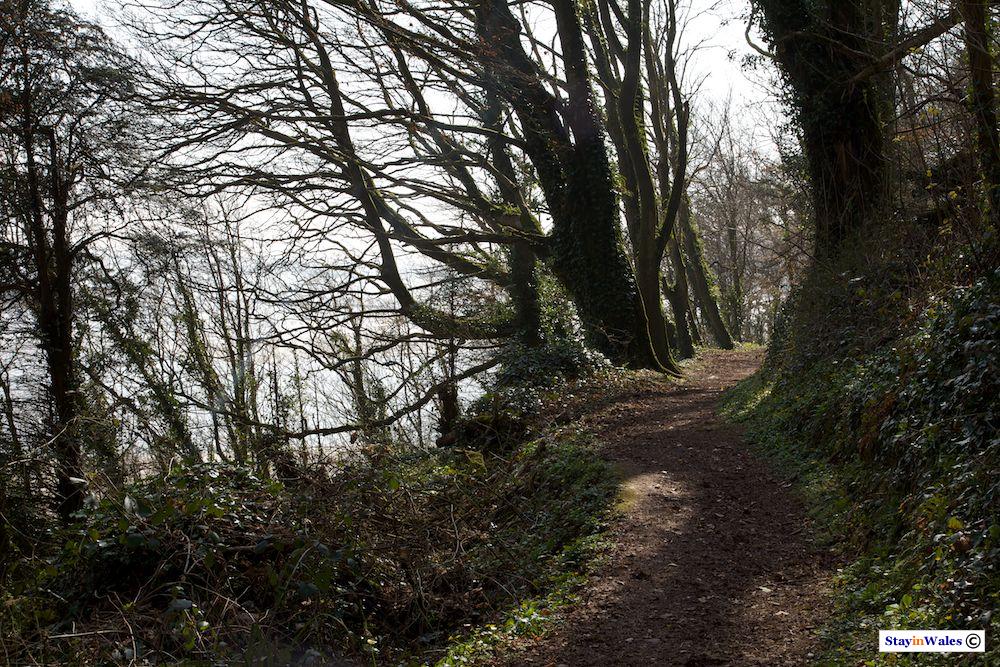 Woodland path at Laugharne