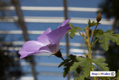 Flower in the Great Glasshouse