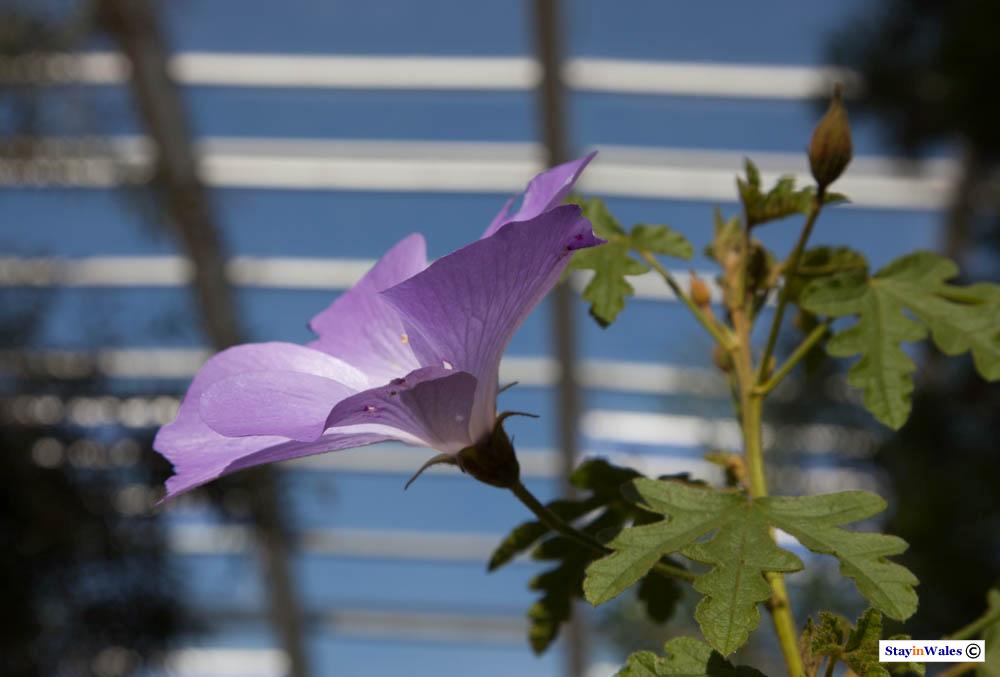 Flower in the Great Glasshouse