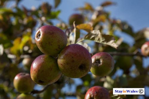 Ripe Apples in Autumn
