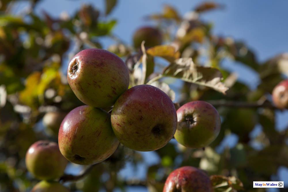 Ripe Apples in Autumn