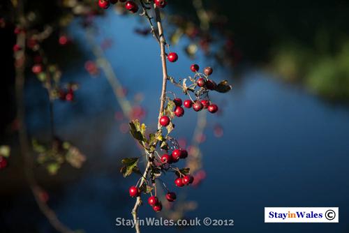 Hawthorn berries