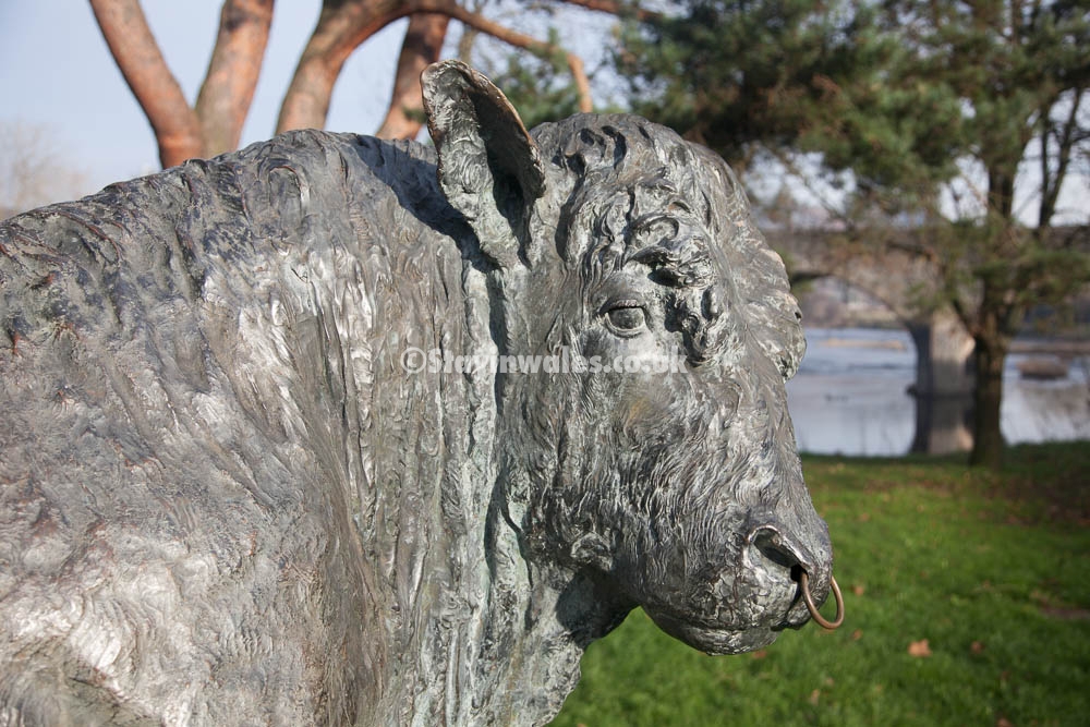 The Builth Wells bull