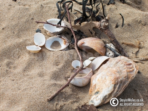 Shells on the beach