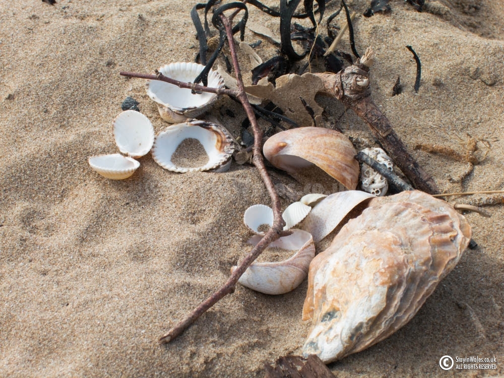 Shells on the beach