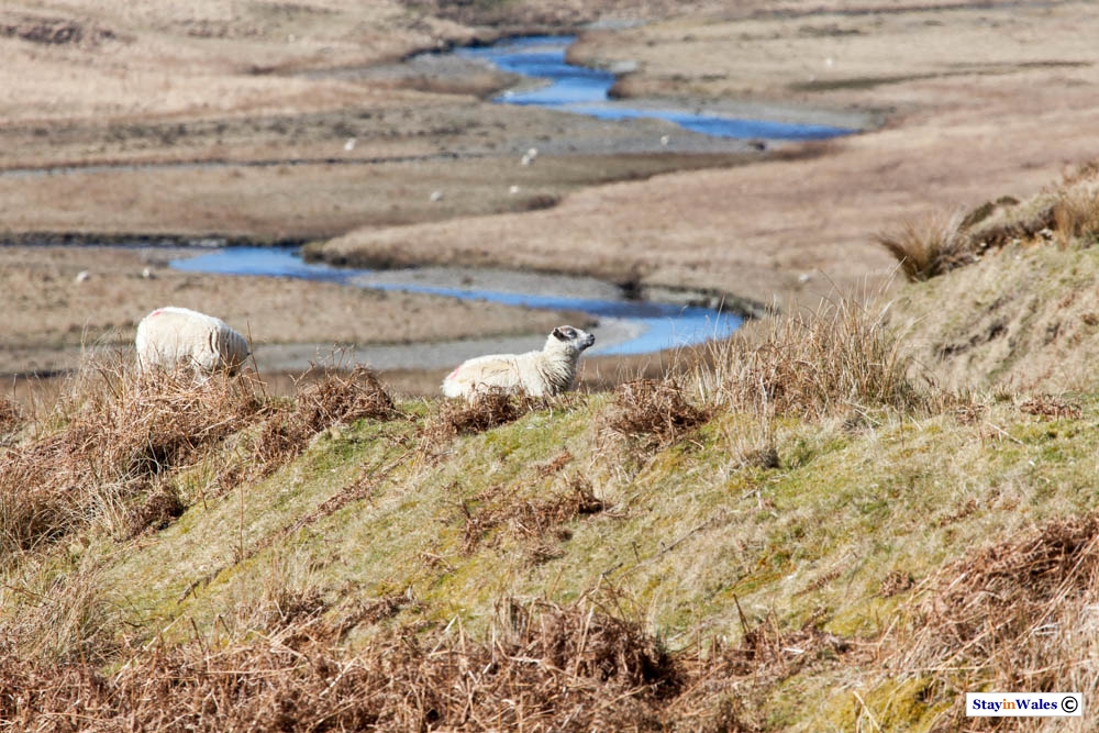 Relaxing in the Elan Valley