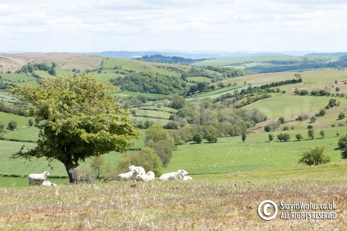 On Llanbedr Hill