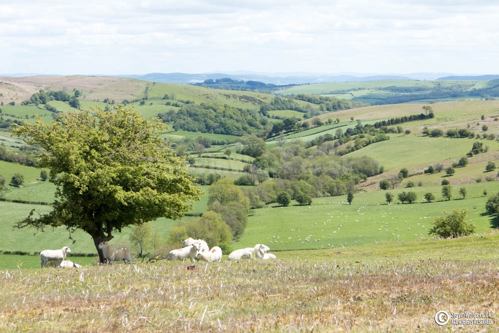 On Llanbedr Hill