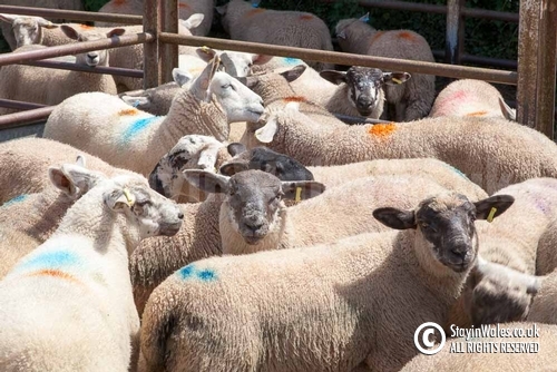 Hay-on-Wye auction mart