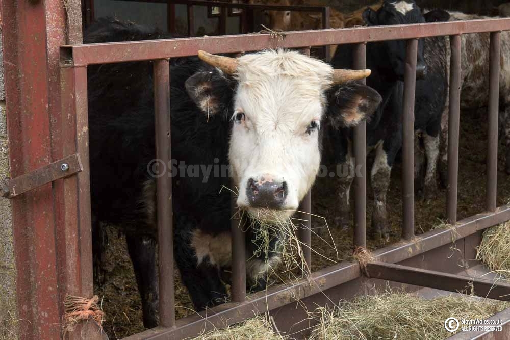Cow Eating Hay