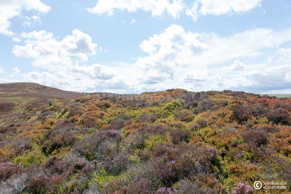 Moorland in summer, Elan Valley