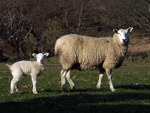 A ewe with her newborn lamb