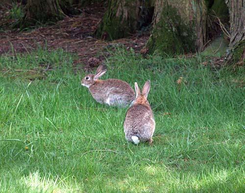 Some of the local wildlife