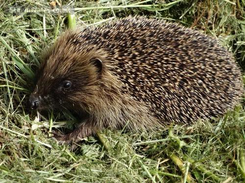 Hedgehog