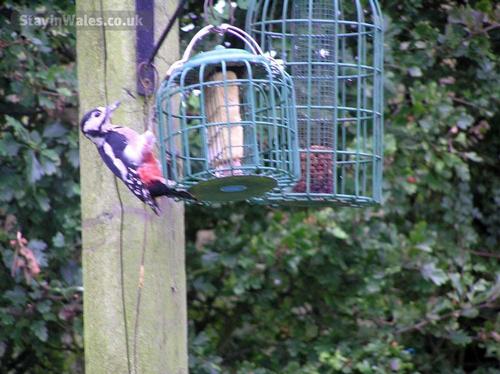 Greater Spotted Woodpecker