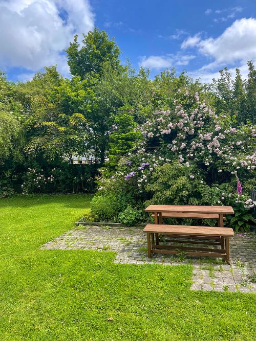 The garden