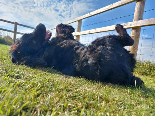 Clyne Farm Centre - Dog Friendly