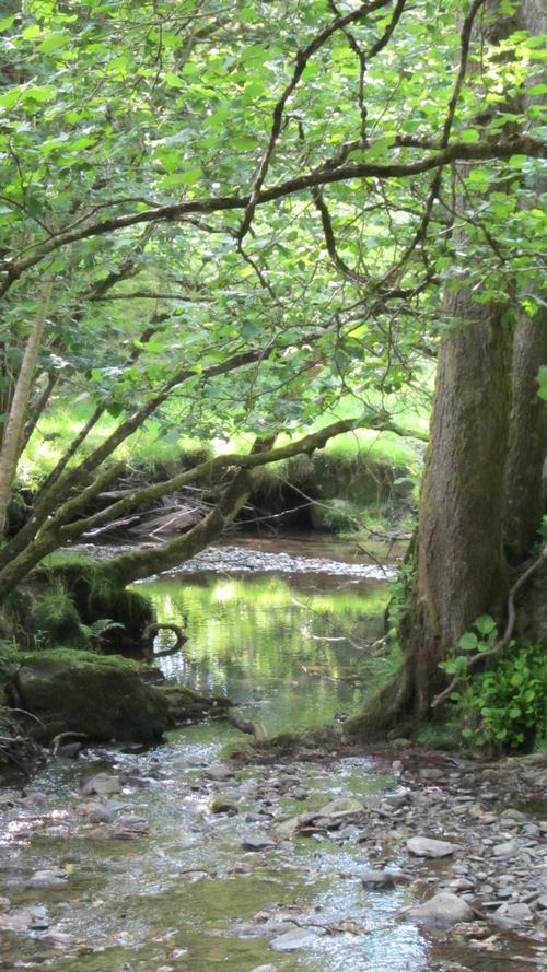 Nearby stream on woodland walk