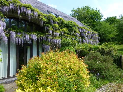 Wisteria in spring