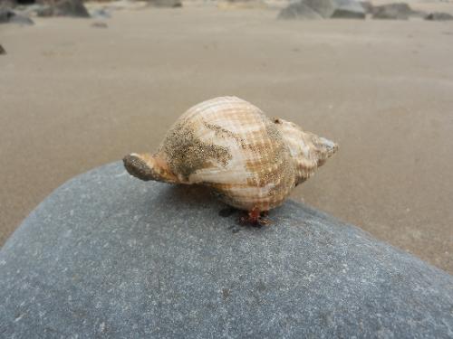 Nolton Haven beach