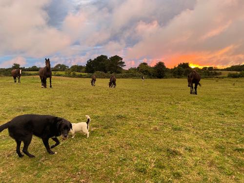 The caravan field