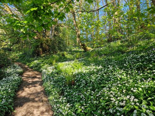 Woodland footpath to the beach