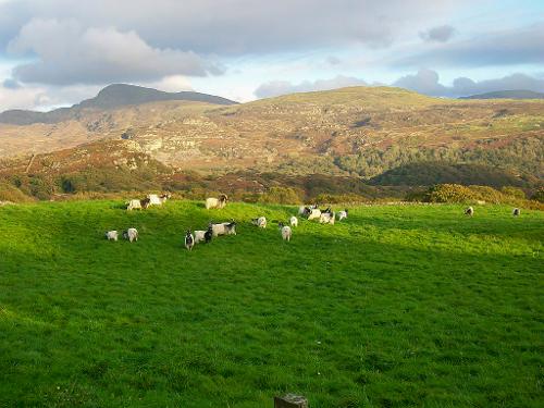 Wild mountain goats in the field next door