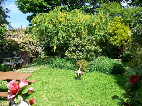 Laburnum in the garden