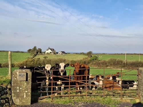Carrog Farm