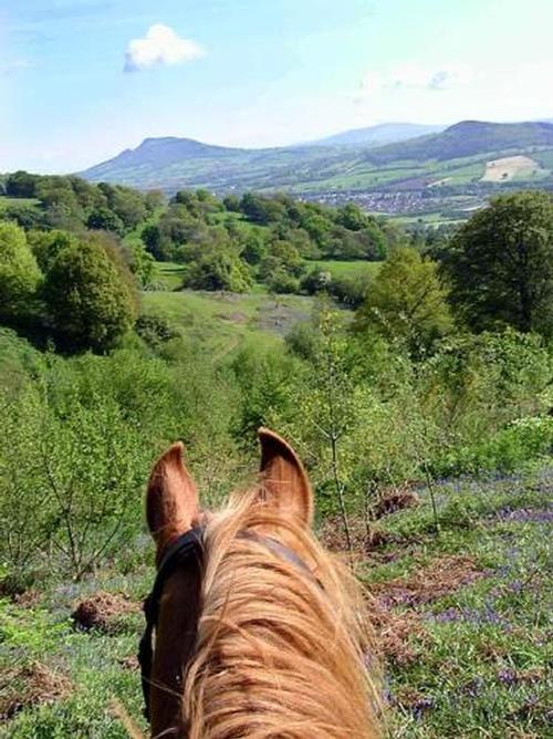 Horses view of the farm
