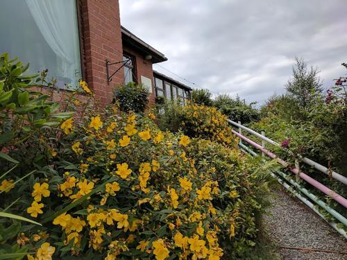 #highpericum #sharon #northfieldholidays #mellowyellow