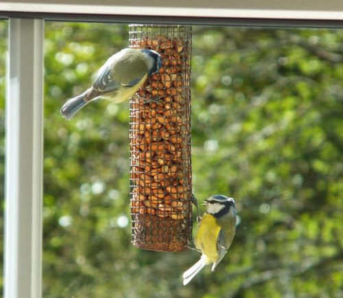 Bird feeders around the house