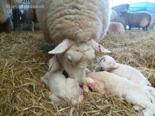 Lambing time