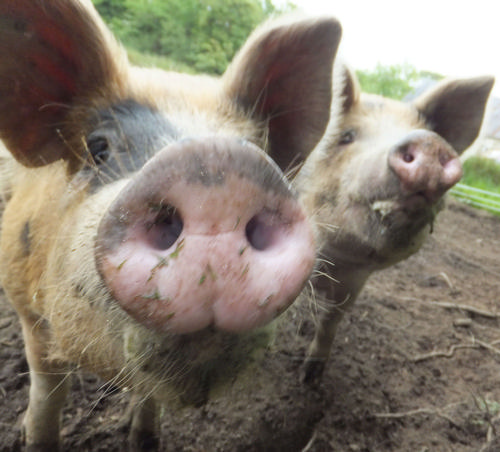 The ''Oxford, Sandy and Black'' pigs.