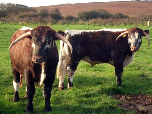 The neighbours!