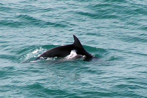 Dolphins are regularly spotted, even from your own terrace.