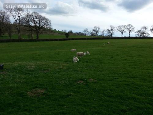 Spring Lambs in the surrounding fields